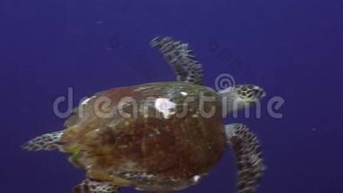 菲律宾海洋水下鱼类背景学海龟。